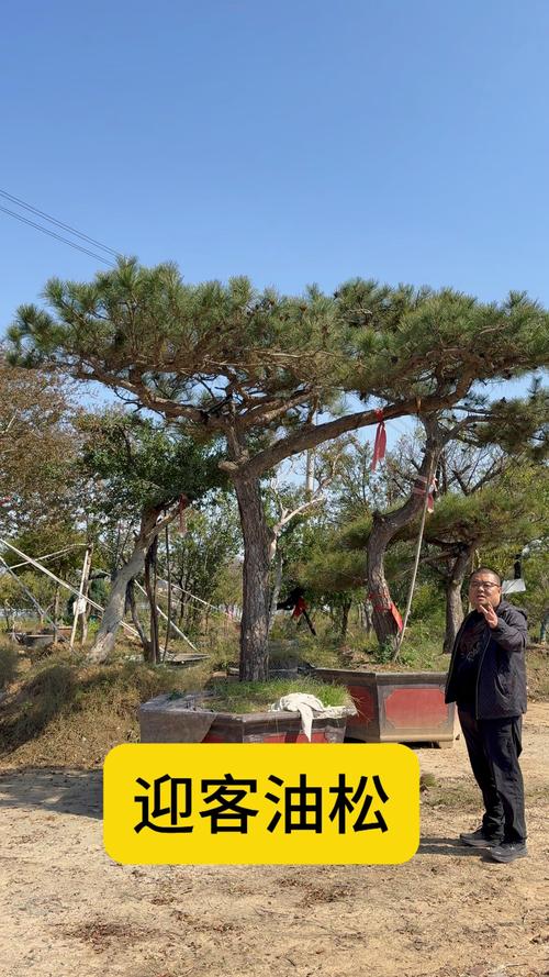 门口可以种松树吗?种植条件、根系风险与文化寓意解析 门口可以种松树吗?种植条件、根系风险与文化寓意解析