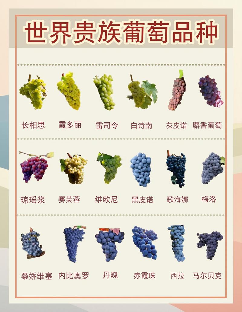 葡萄种植一亩产量多少斤?鲜食与酿酒品种2026年数据详解 酿酒葡萄亩产控制3000-4000斤,品质优先