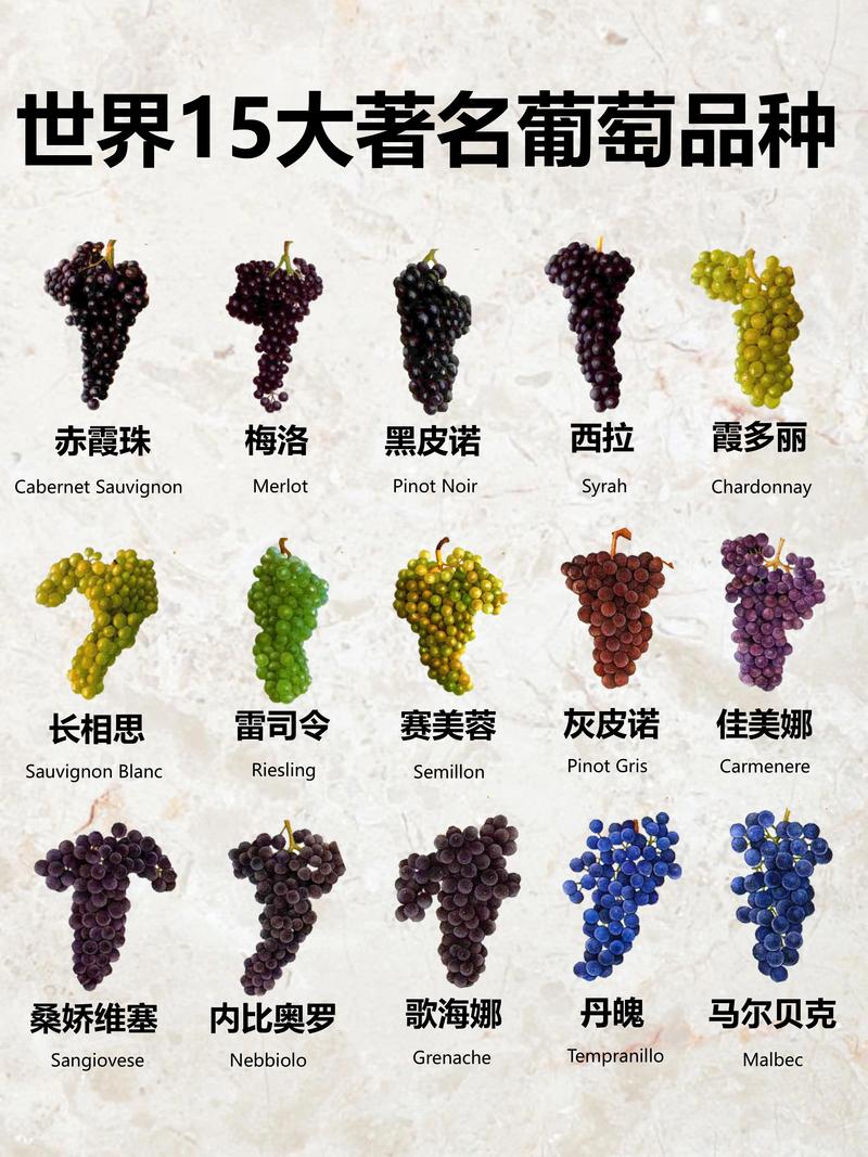 葡萄种植一亩产量多少斤?鲜食与酿酒品种2026年数据详解 鲜食葡萄盛果期亩产可达4000-6000斤