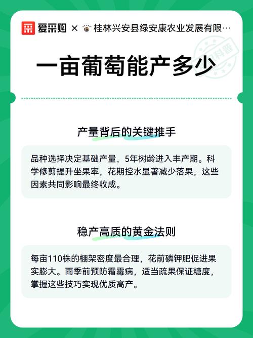 葡萄种植一亩产量多少斤?鲜食与酿酒品种2026年数据详解 实现预期产量的三个关键因素