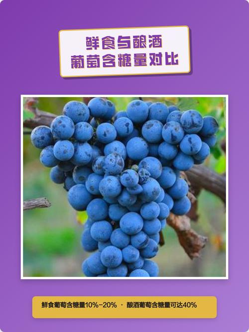 葡萄种植一亩产量多少斤?鲜食与酿酒品种2026年数据详解 优质苗木采购“一看二摸三检查”