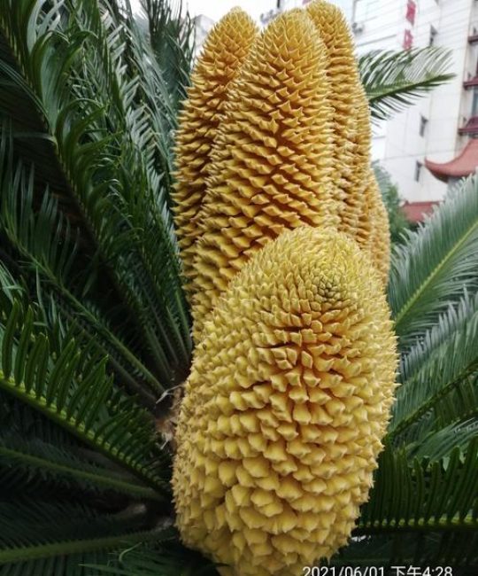 铁树指的是什么树——苏铁的植物学特征与养护指南
