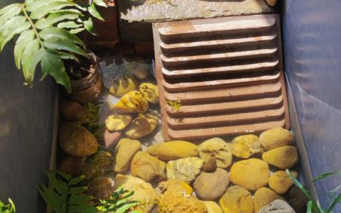 龟缸适合养什么水草？5种耐啃食、易存活的沉水植物推荐