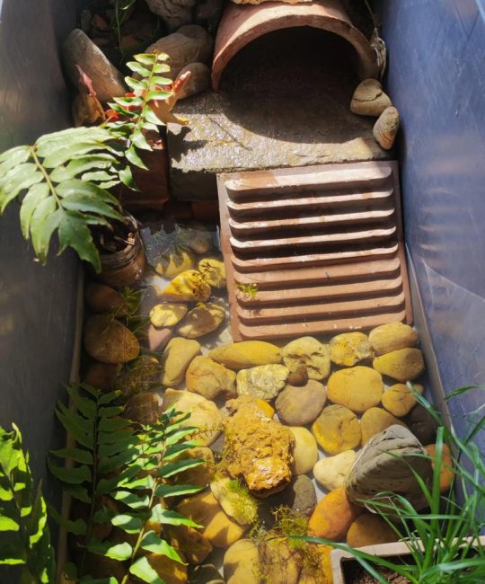 龟缸适合养什么水草？5种耐啃食、易存活的沉水植物推荐