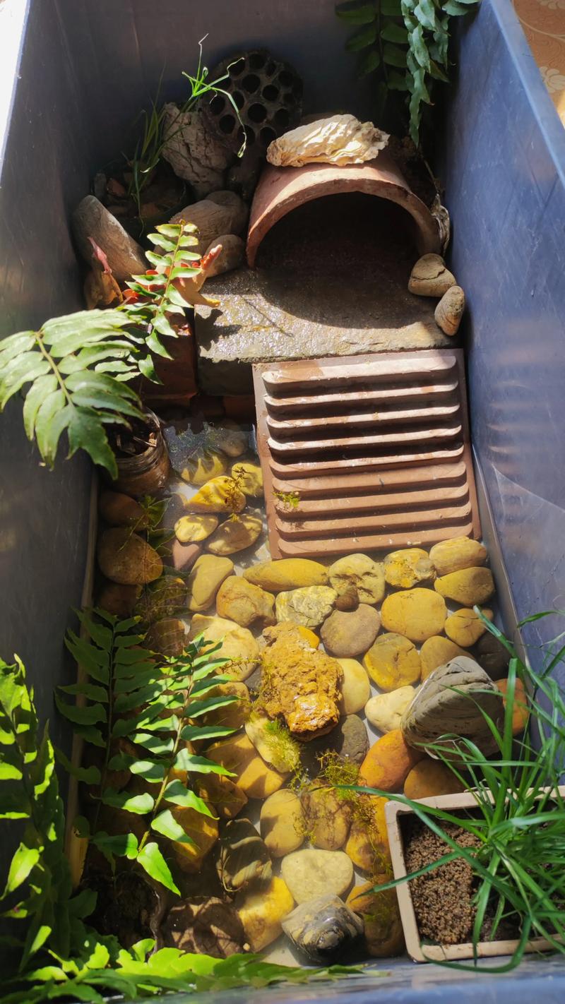 龟缸适合养什么水草?5种耐啃食、易存活的沉水植物推荐 龟缸适合养什么水草?5种耐啃食、易存活的沉水植物推荐