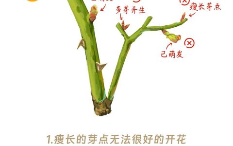 月季花开花后如何剪枝？掌握这3步，花开不断，花型更美