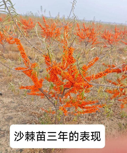 沙棘苗多少钱一棵？最新价格参考与采购指南