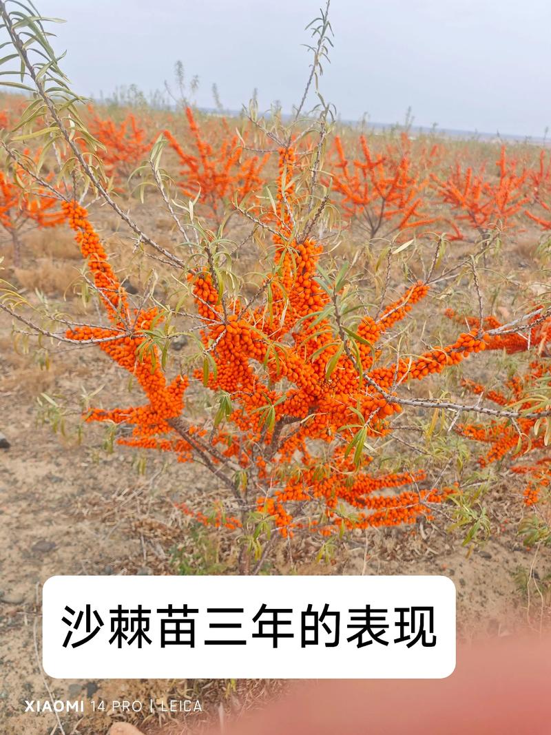 沙棘苗多少钱一棵?最新价格参考与采购指南 价格快速参考