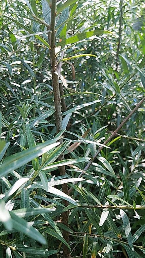 沙棘苗多少钱一棵?最新价格参考与采购指南 季节因素