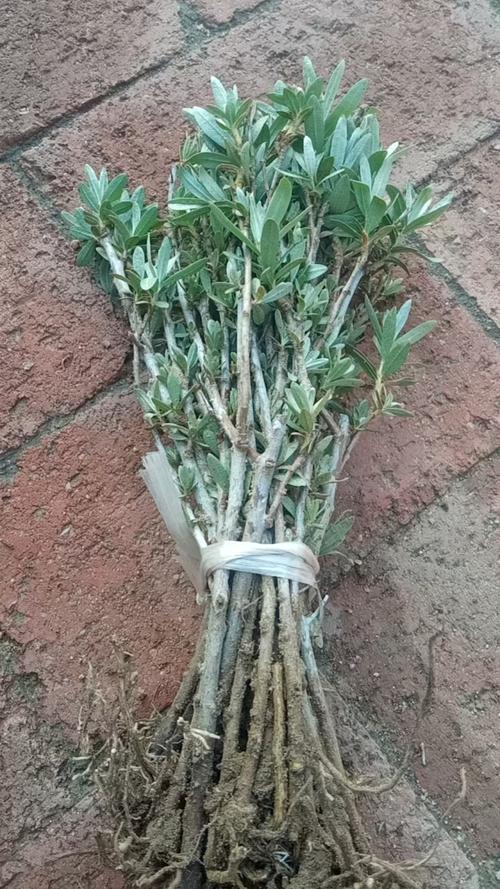 沙棘苗多少钱一棵?最新价格参考与采购指南 数量因素