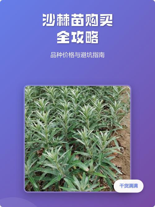沙棘苗多少钱一棵?最新价格参考与采购指南 运输因素