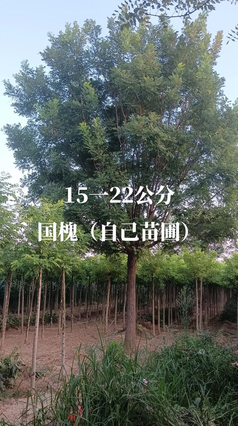 苗圃国槐多少钱?2024年最新价格参考与影响因素全解析 季节:春秋两季价差10%-15%