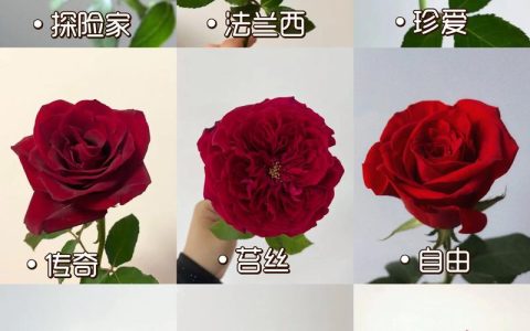 玫瑰花有多少品种？全球超25000个，但你可能种错了“玫瑰”