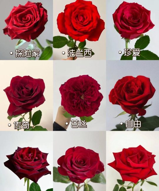 玫瑰花有多少品种？全球超25000个，但你可能种错了“玫瑰”