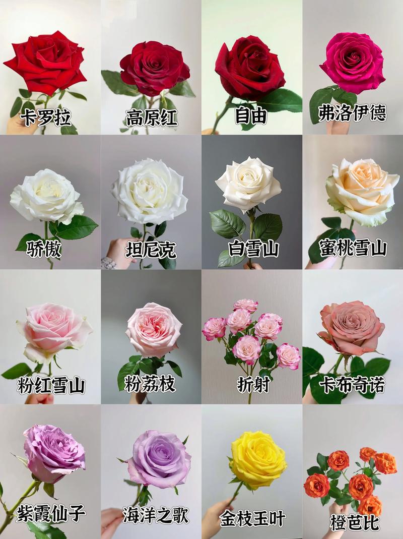 玫瑰花有多少品种?全球超25000个,但你可能种错了“玫瑰” 现代月季的五大品系:买花前先看这一栏