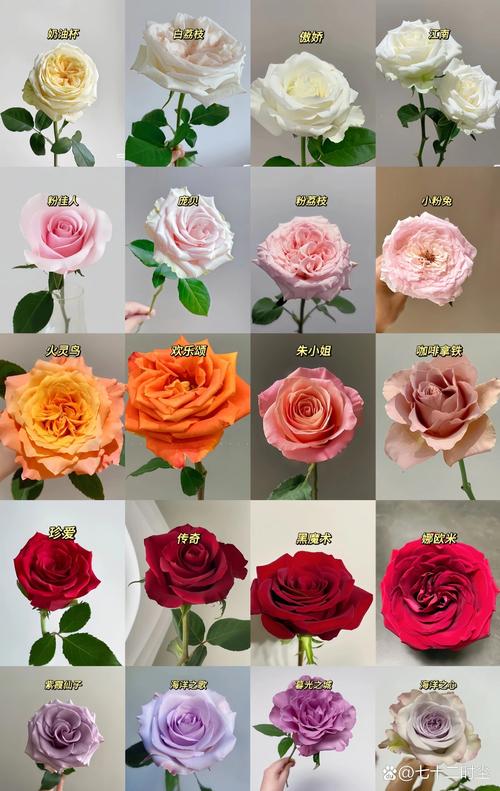 玫瑰花有多少品种?全球超25000个,但你可能种错了“玫瑰” 常见误区澄清