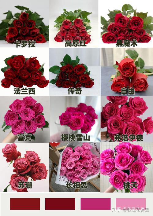 玫瑰花有多少品种?全球超25000个,但你可能种错了“玫瑰” 今日选购清单