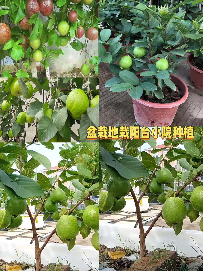 番石榴开花期能施肥吗?兼顾坐果率与树势的施肥方案 影响番石榴开花结果的关键因素