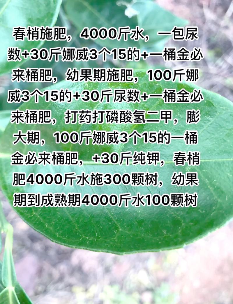 番石榴开花期能施肥吗?兼顾坐果率与树势的施肥方案 番石榴的越冬与越夏管理