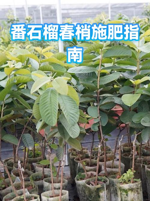 番石榴开花期能施肥吗?兼顾坐果率与树势的施肥方案 总结