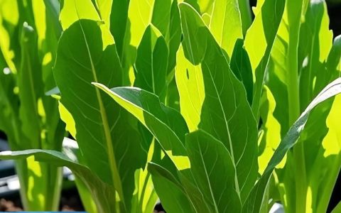 油麦菜属于十字花科蔬菜吗？揭开它的真实身份