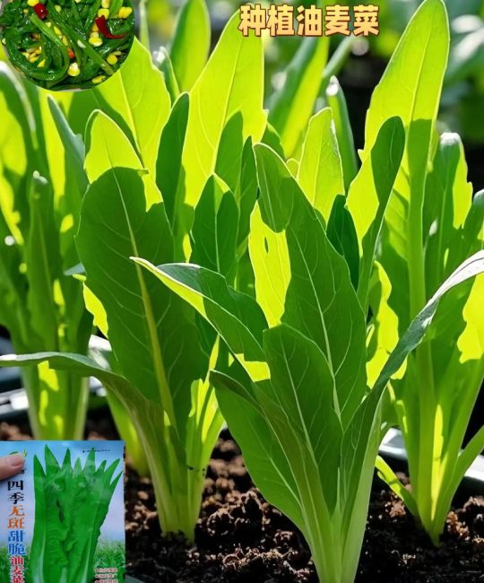 油麦菜属于十字花科蔬菜吗？揭开它的真实身份