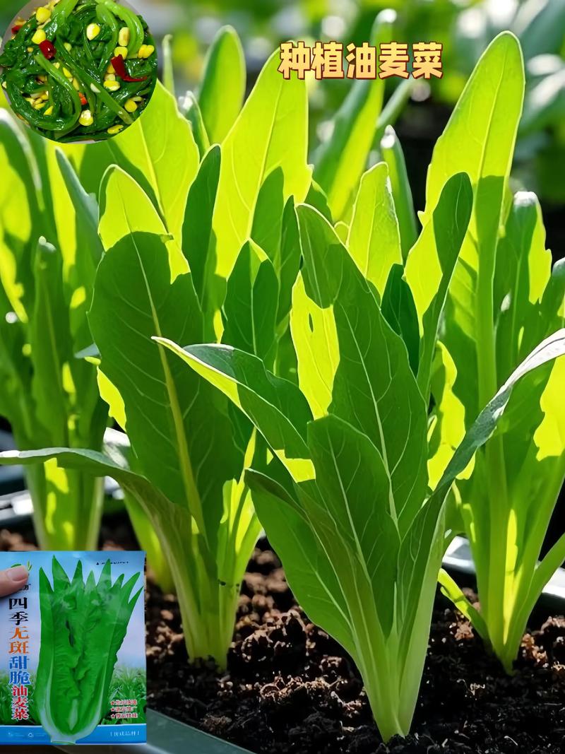 油麦菜属于十字花科蔬菜吗?揭开它的真实身份 油麦菜的真实科属:菊科莴苣属