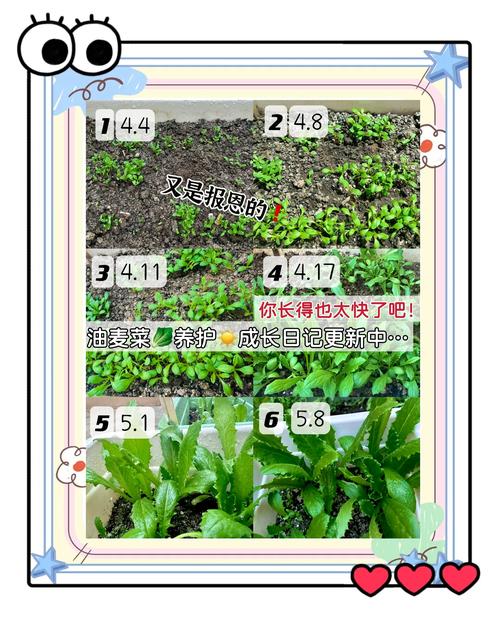 油麦菜属于十字花科蔬菜吗?揭开它的真实身份 从园艺角度看两类蔬菜的栽培差异