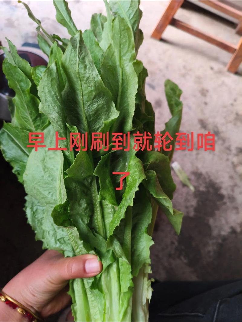 油麦菜属于十字花科蔬菜吗?揭开它的真实身份 为什么容易混淆?