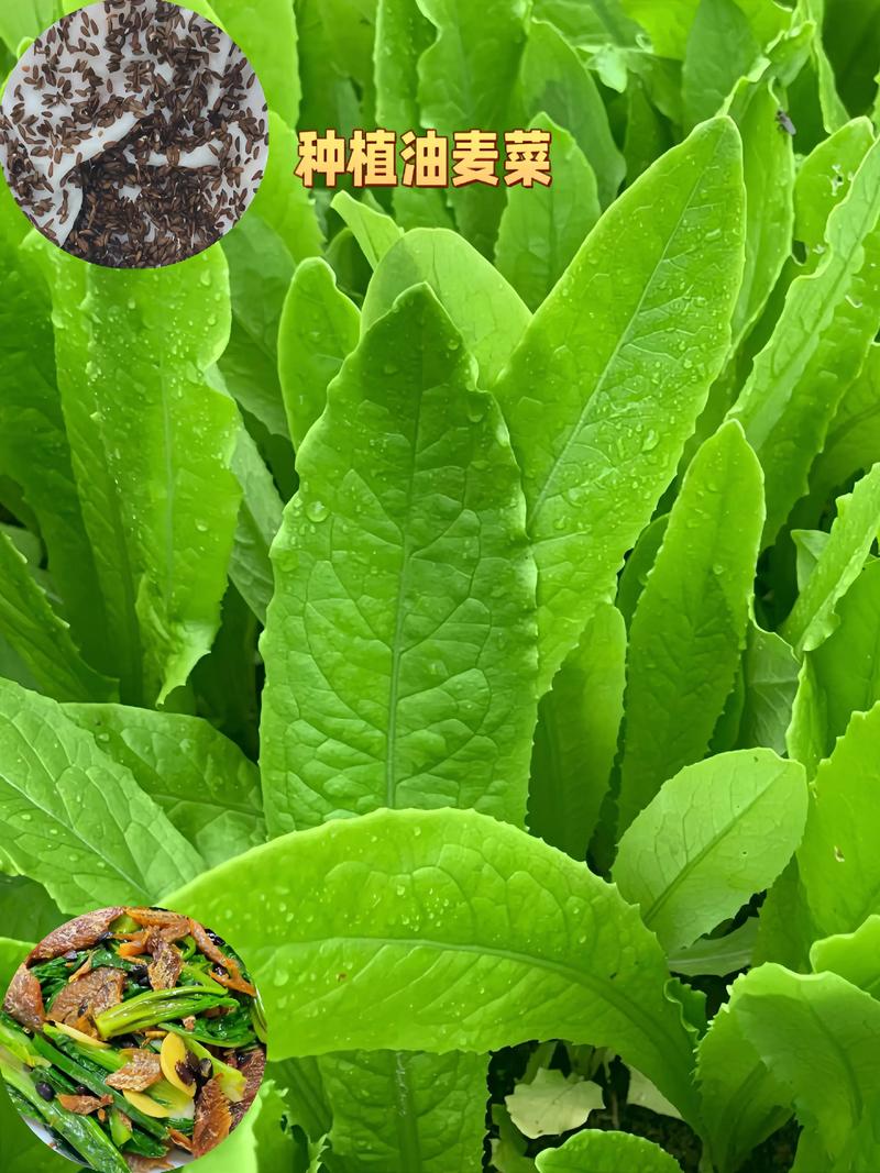 油麦菜属于十字花科蔬菜吗?揭开它的真实身份 十字花科蔬菜长什么样?