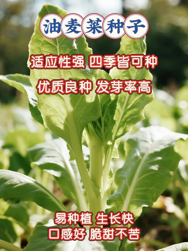 油麦菜属于十字花科蔬菜吗?揭开它的真实身份 结论与提醒