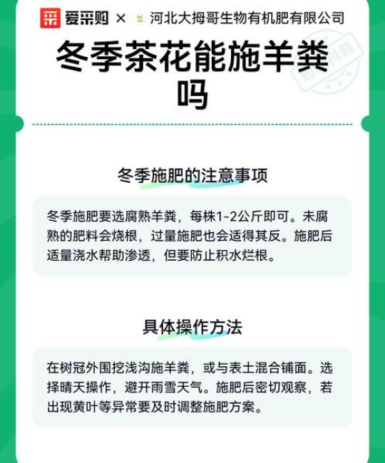 冬季茶花可以施肥吗？家庭养护全方位指南