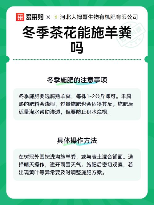 冬季茶花可以施肥吗?家庭养护全方位指南 冬季茶花可以施肥吗?家庭养护全方位指南