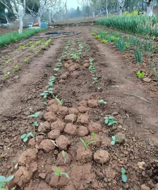 葫芦苗什么时候移栽合适？家庭种植全流程指南