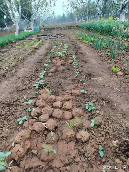 葫芦苗什么时候移栽合适?家庭种植全流程指南 葫芦苗什么时候移栽合适?家庭种植全流程指南