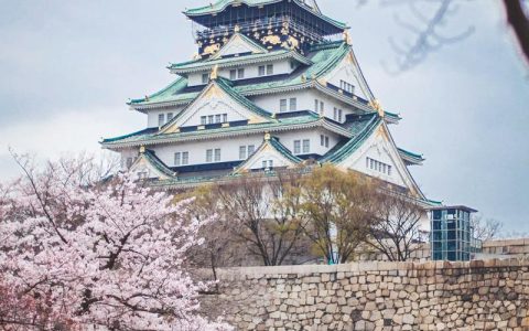 日本的樱花长什么样？——东京樱花（染井吉野樱）百科