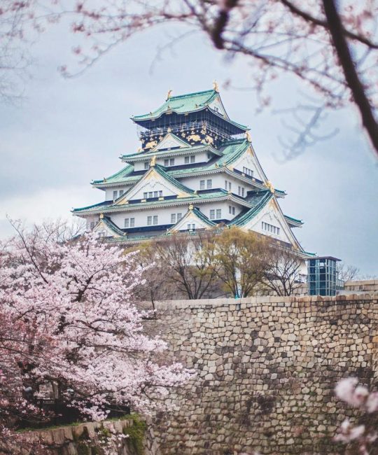 日本的樱花长什么样？——东京樱花（染井吉野樱）百科