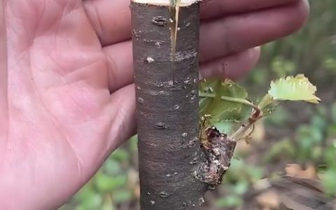 果树嫁接最佳时间及成功率最高的操作指南