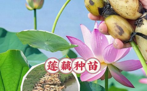 莲藕能不能种出荷花？用食用藕段种出观赏荷花的完整技术指南