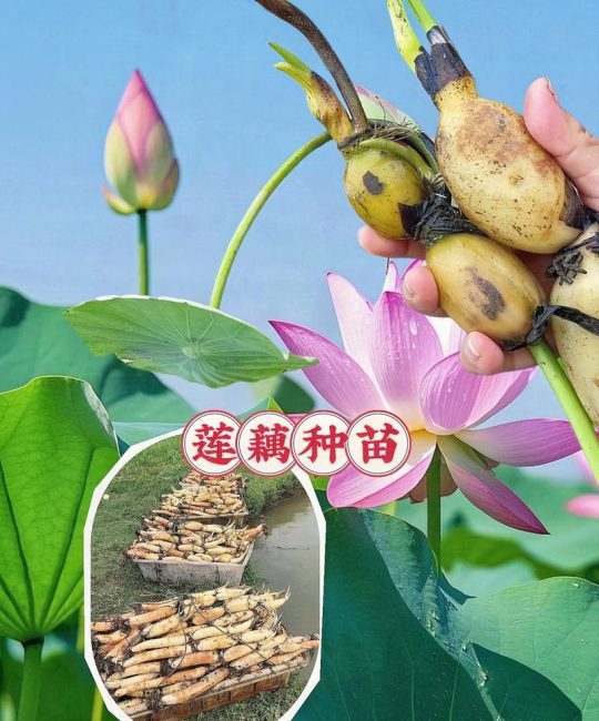 莲藕能不能种出荷花？用食用藕段种出观赏荷花的完整技术指南