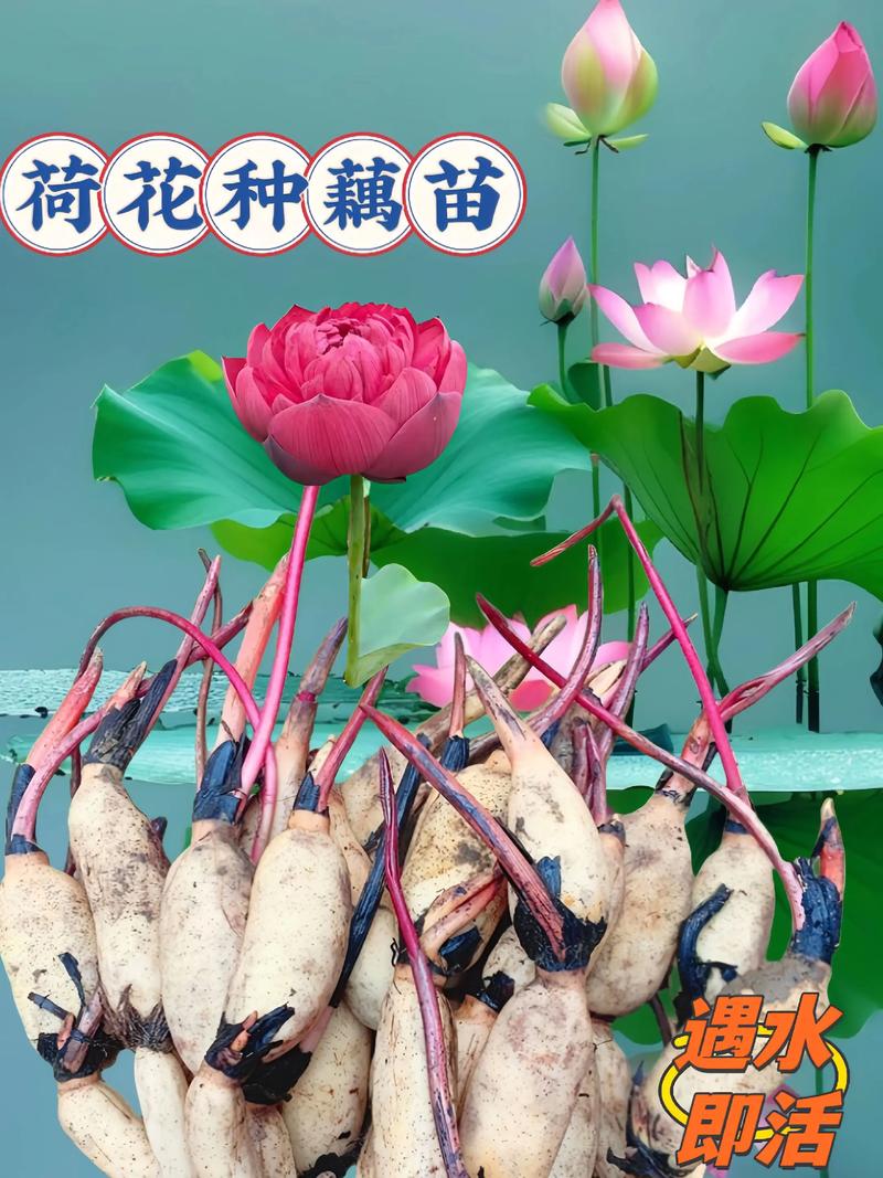 土壤环境：黏质壤土最优，pH 6.5-7.0