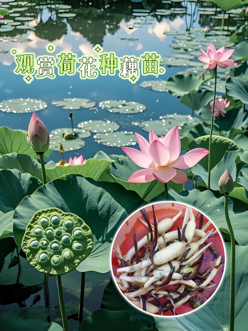 栽植深度与水位管理：埋泥10-15cm，水下土壤中不露芽