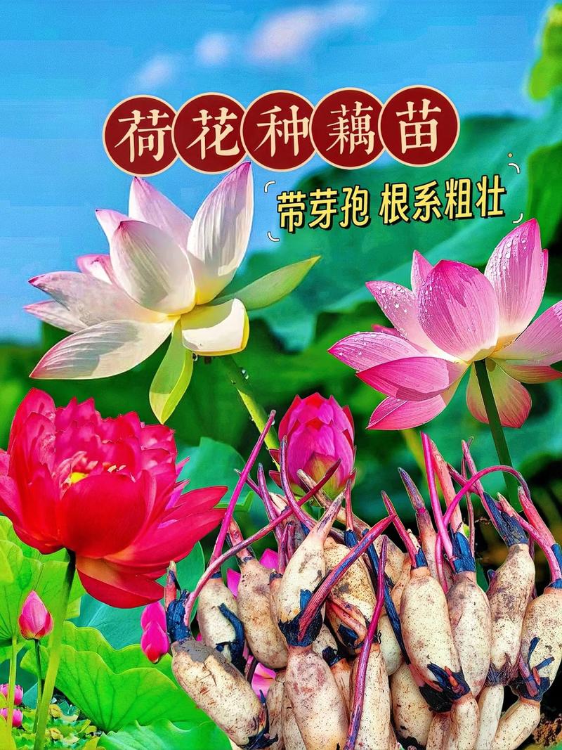 开花预期与管理要点
