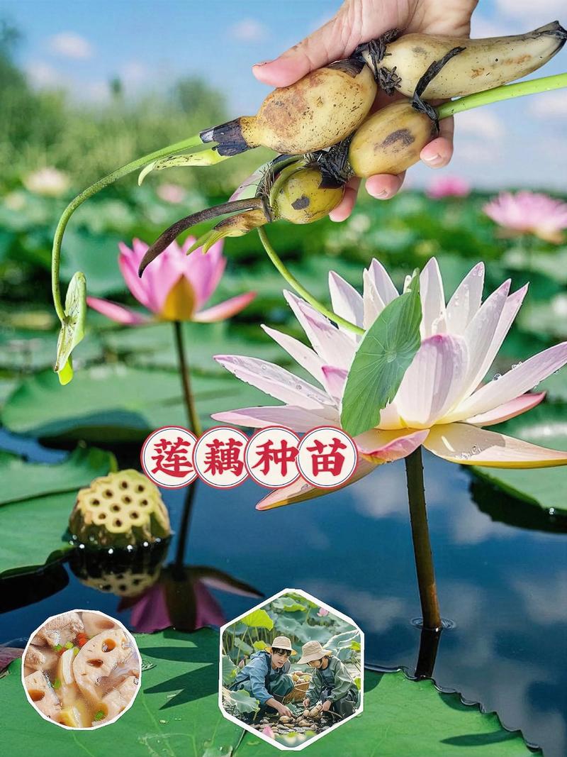 浇定根水及初期水分控制