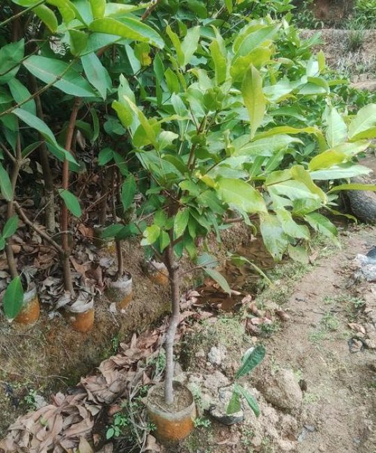 果树苗哪里买比较正规？三查三验筛选正规渠道全攻略