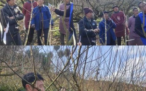 李子树这个季节能剪枝吗：家庭庭院李子树全季节养护指南