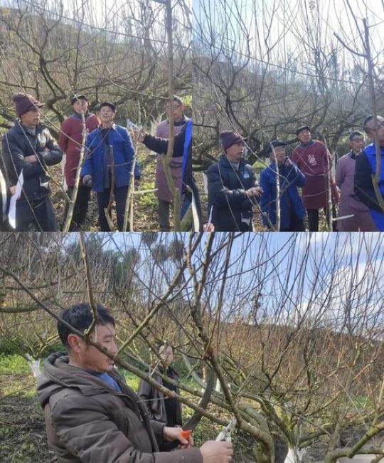 李子树这个季节能剪枝吗：家庭庭院李子树全季节养护指南