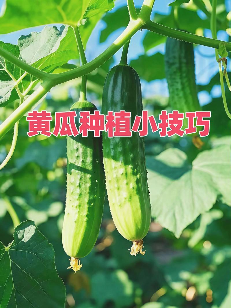 怎么种黄瓜种子?从播种到出苗的完整操作指南 一、适宜时间