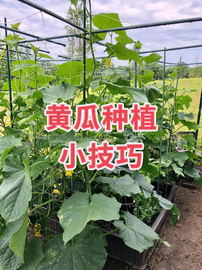 怎么种黄瓜种子?从播种到出苗的完整操作指南 五、浇定根水(播种后浇水)