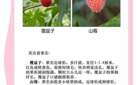 覆盆子跟树莓有什么区别？6个维度量化对比，帮你一选就准